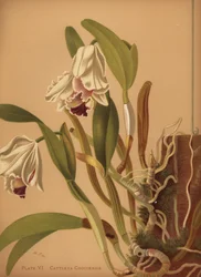 Die schöne Cattleya oder Azucenas, Cattleya quadricolor